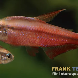 Begrenztes Angebot Super-Red-Devil-Tetra, Hyphessobrycon notidanos "Red Devil" (Rarität)